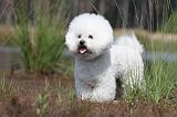 BICHON FRISE 398